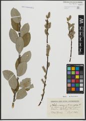 Foto von Salix arenaria L.